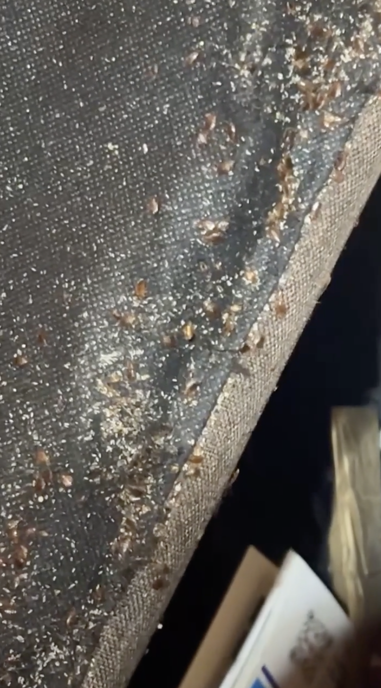 Innovative Pest Solutions
