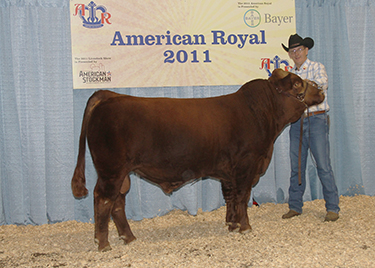 Triple K Gelbvieh Image