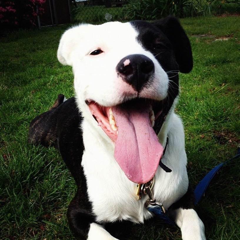 Pet Relocation Image