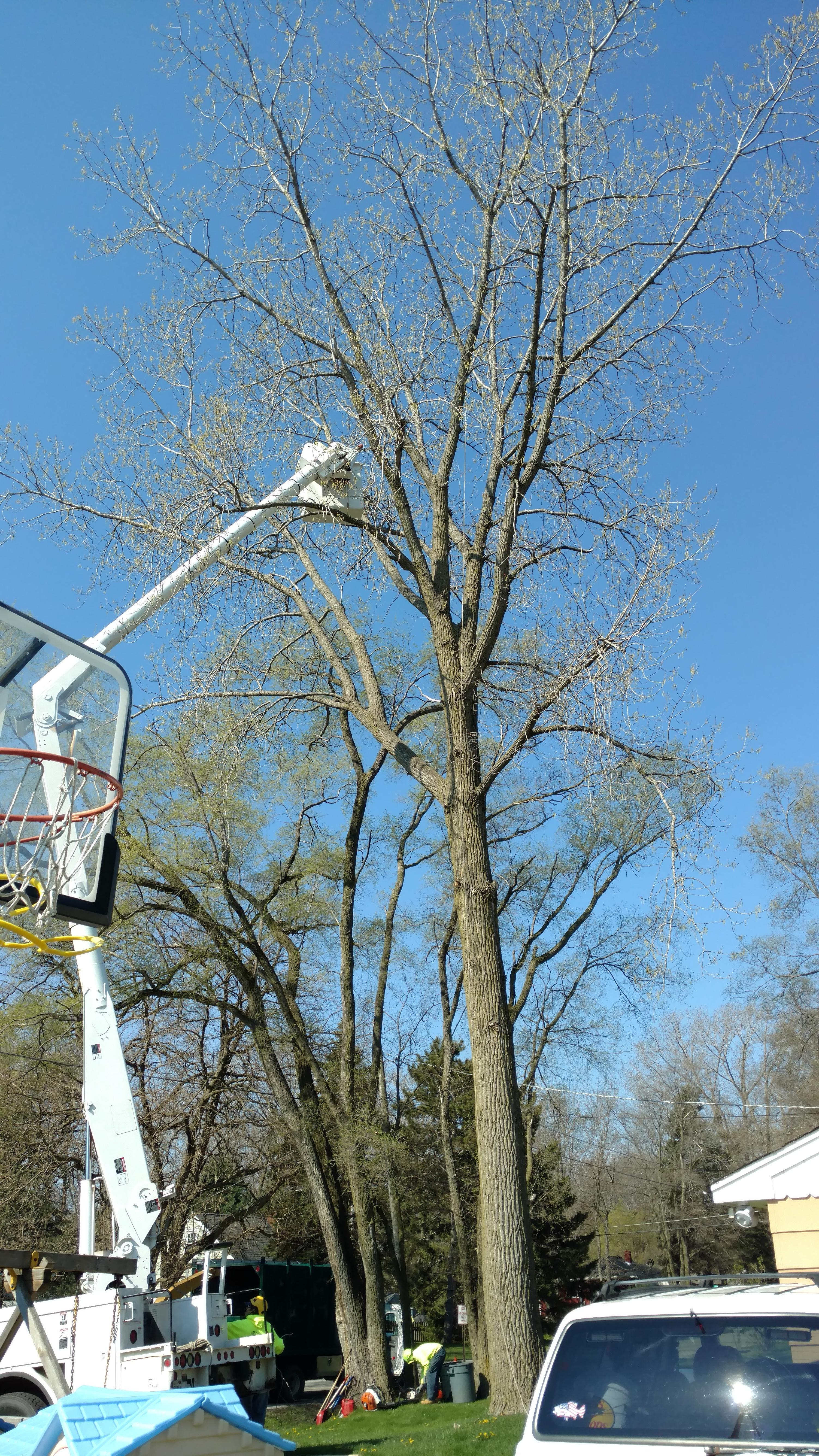 New Beginning Tree Service Company Image