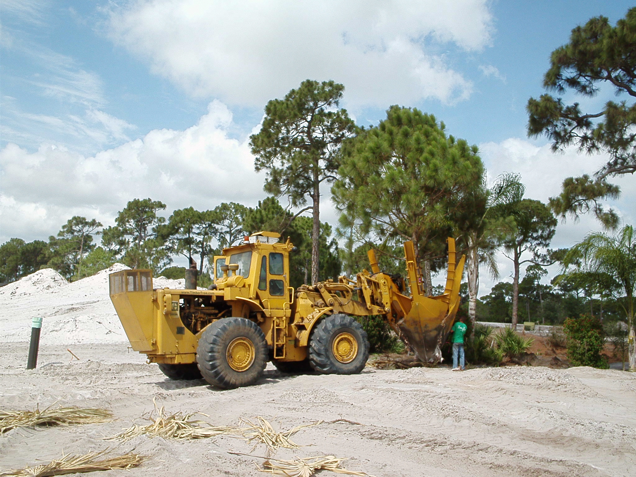 Timber Tree Co Image