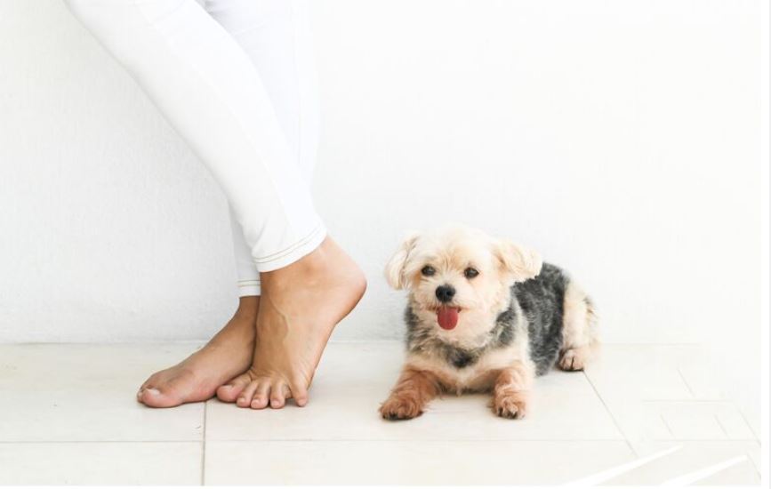 Barefoot Mama Dog Natural Wellness Coaching