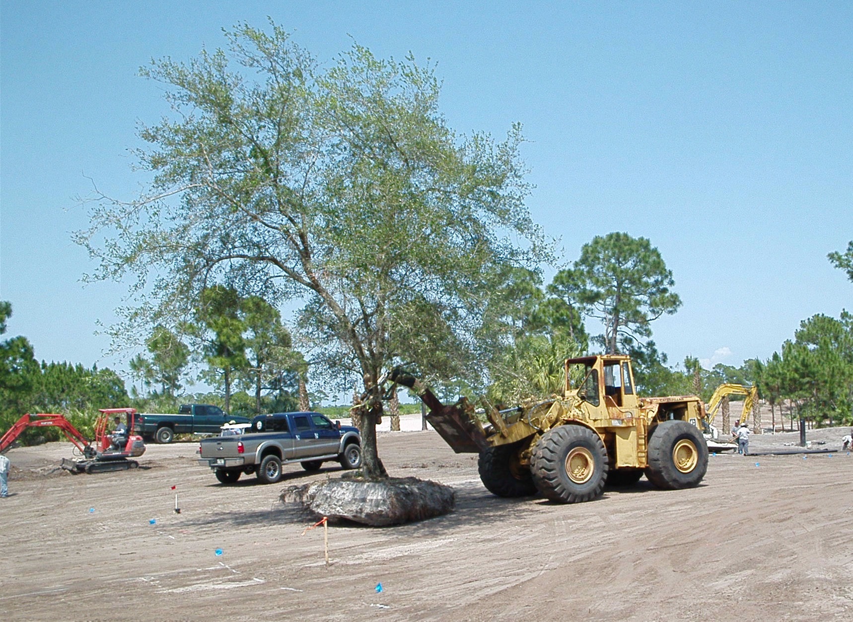 Timber Tree Co Image