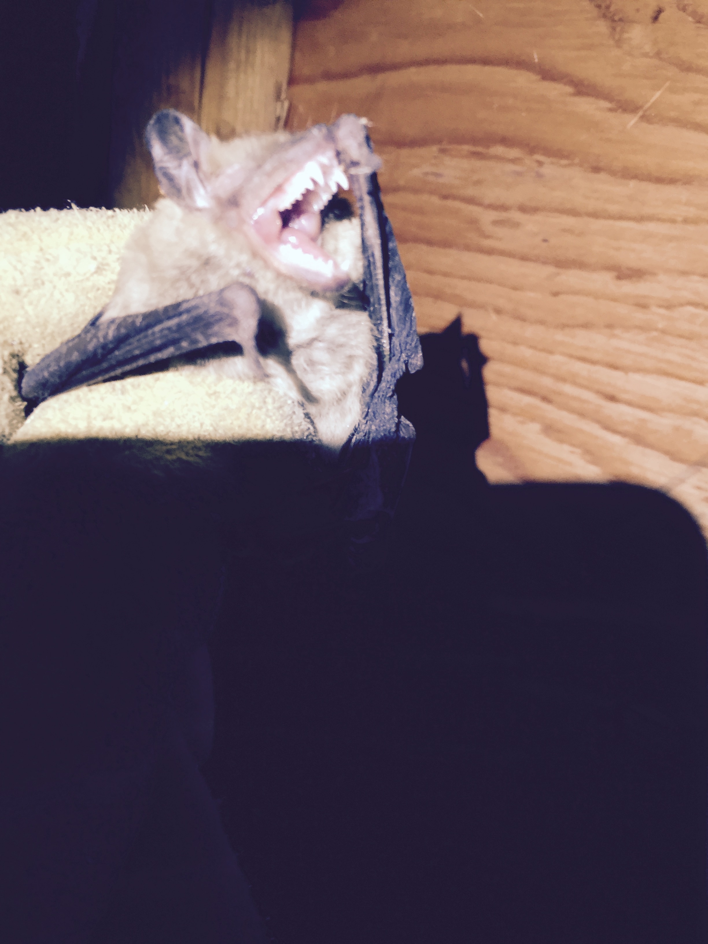 Bats R US Wildlife Removal Specialist LLC