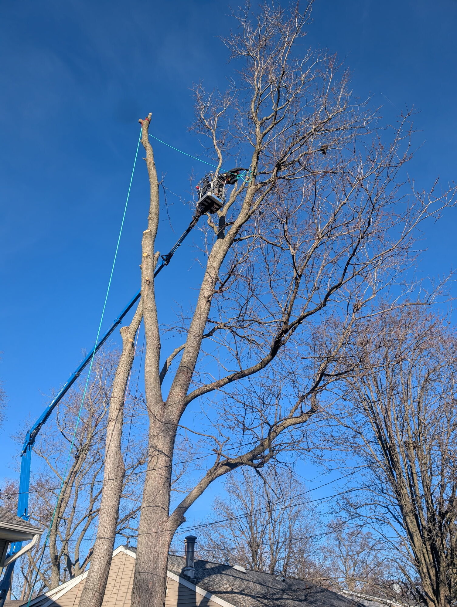 Arborist, LLC Image