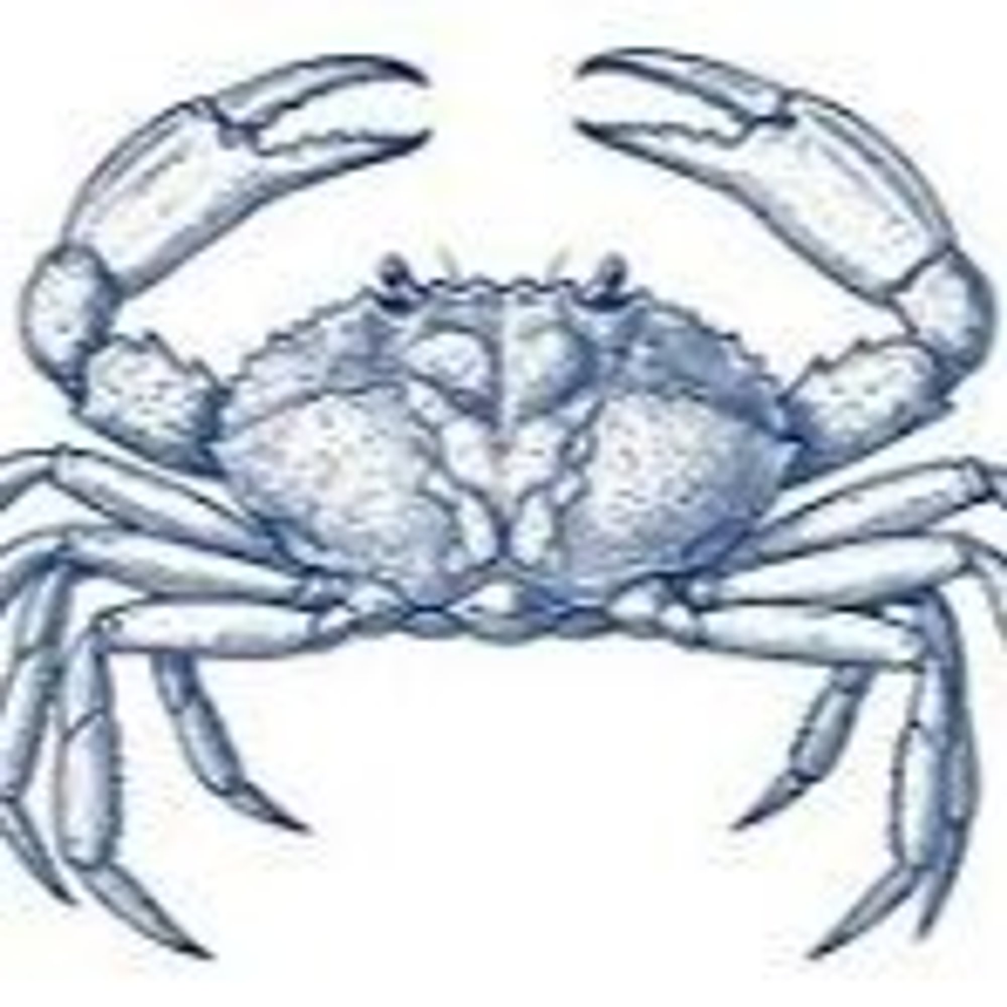 Blue Crab