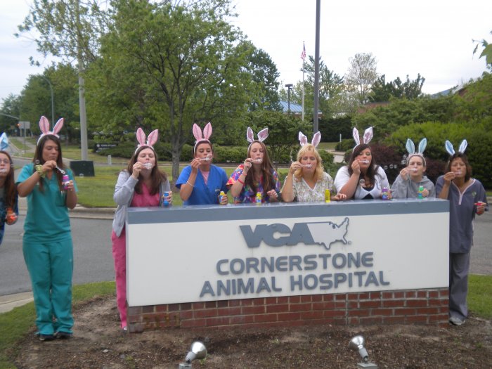 VCA Cornerstone Animal Hospital Photo