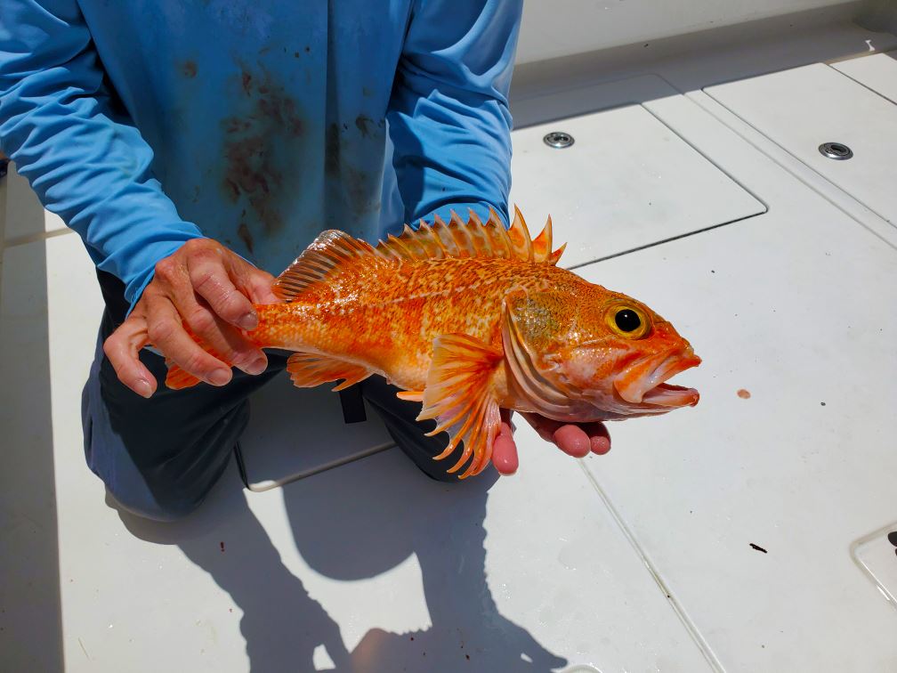 Mutton To It Key West Florida Deep Sea Offshore Fishing Charters Photo