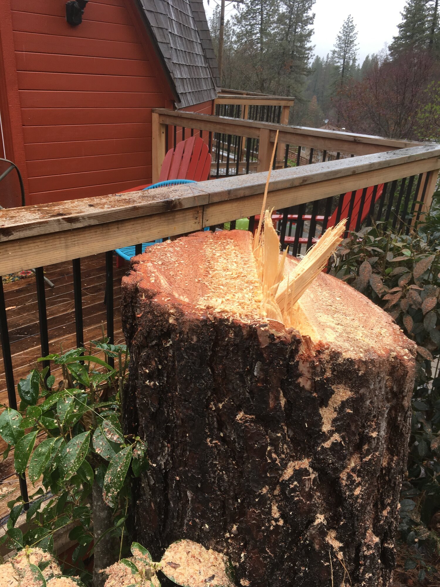 Brandon Tree Care Image