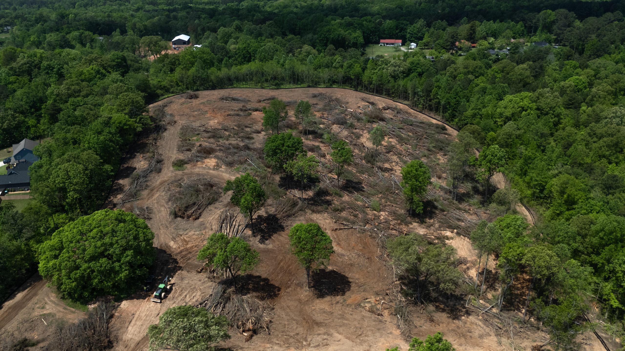 Big Woody's Tree Service Image