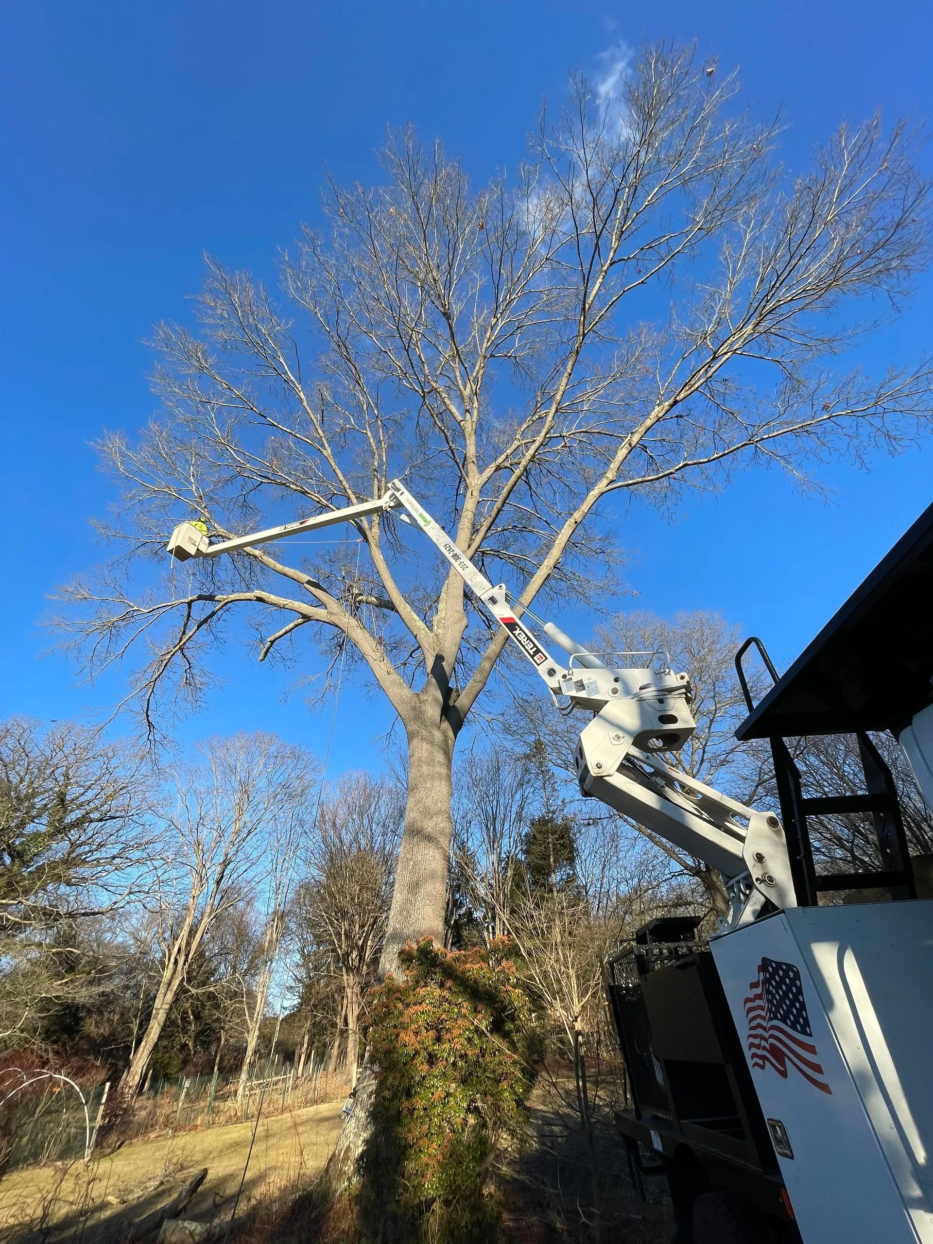 Tree Trimming