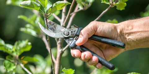 The Do's and Don'ts of Summer Tree Care