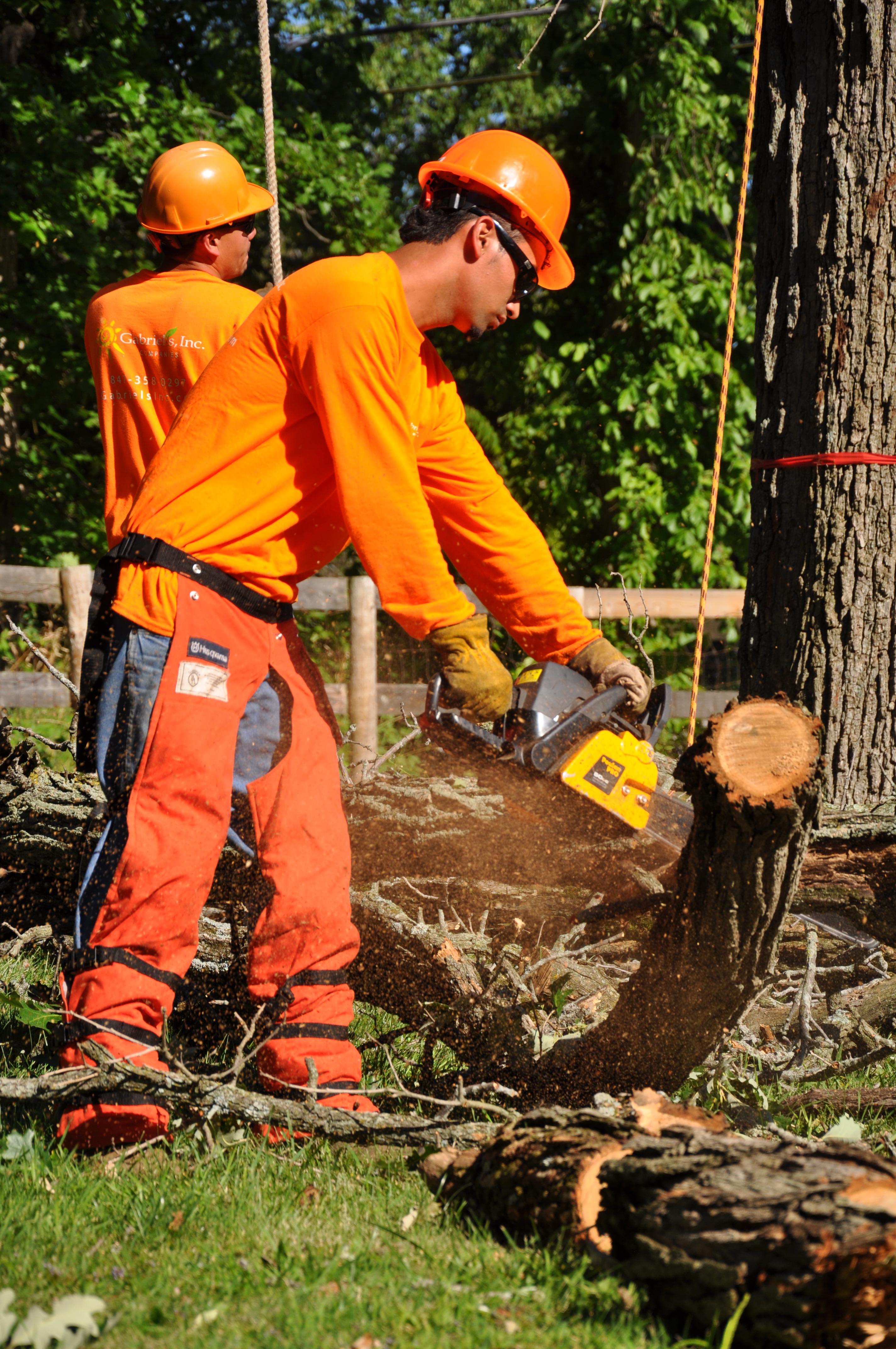 Gabriel's Tree Care Company Inc. Image