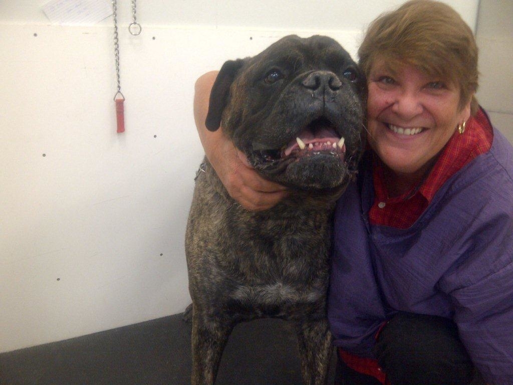 Images Brushcuts Professional Pet Grooming