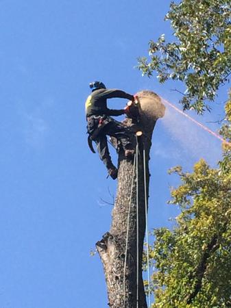 Images New Leaf Tree & Shrub Care