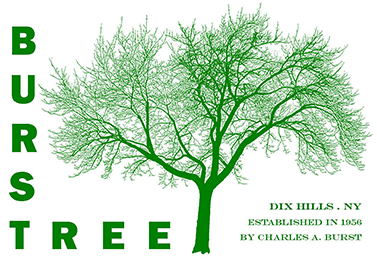 C A Burst Tree Expert Company Inc Logo