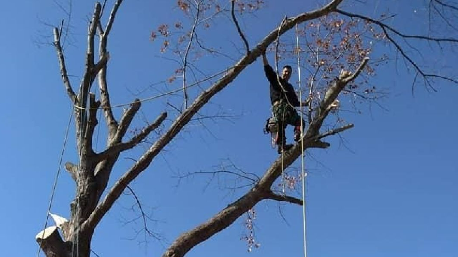 Hall Bunyan Tree Services LLC Logo