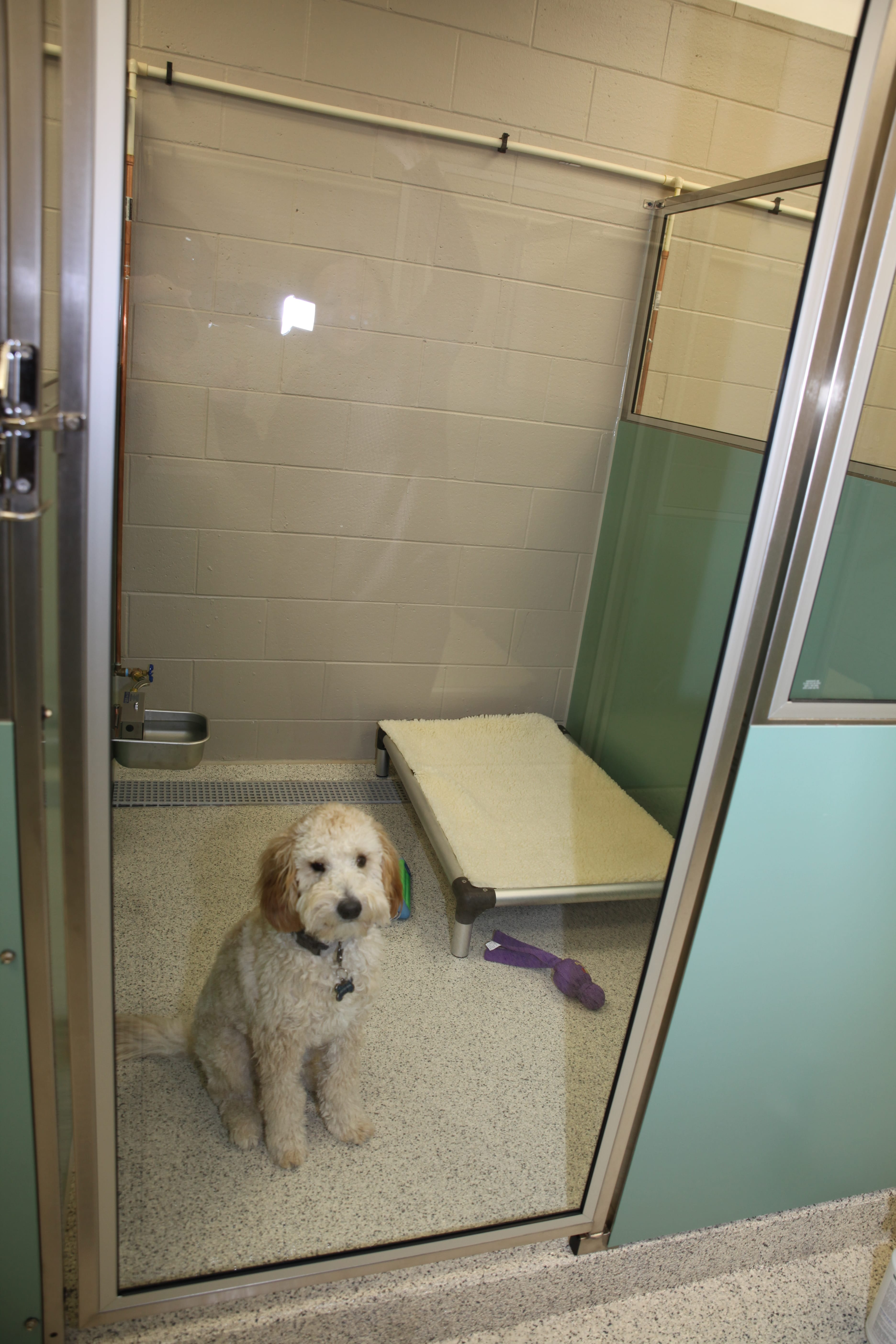 Brook-Falls Luxury Pet Resort & Doggy Day Care Photo