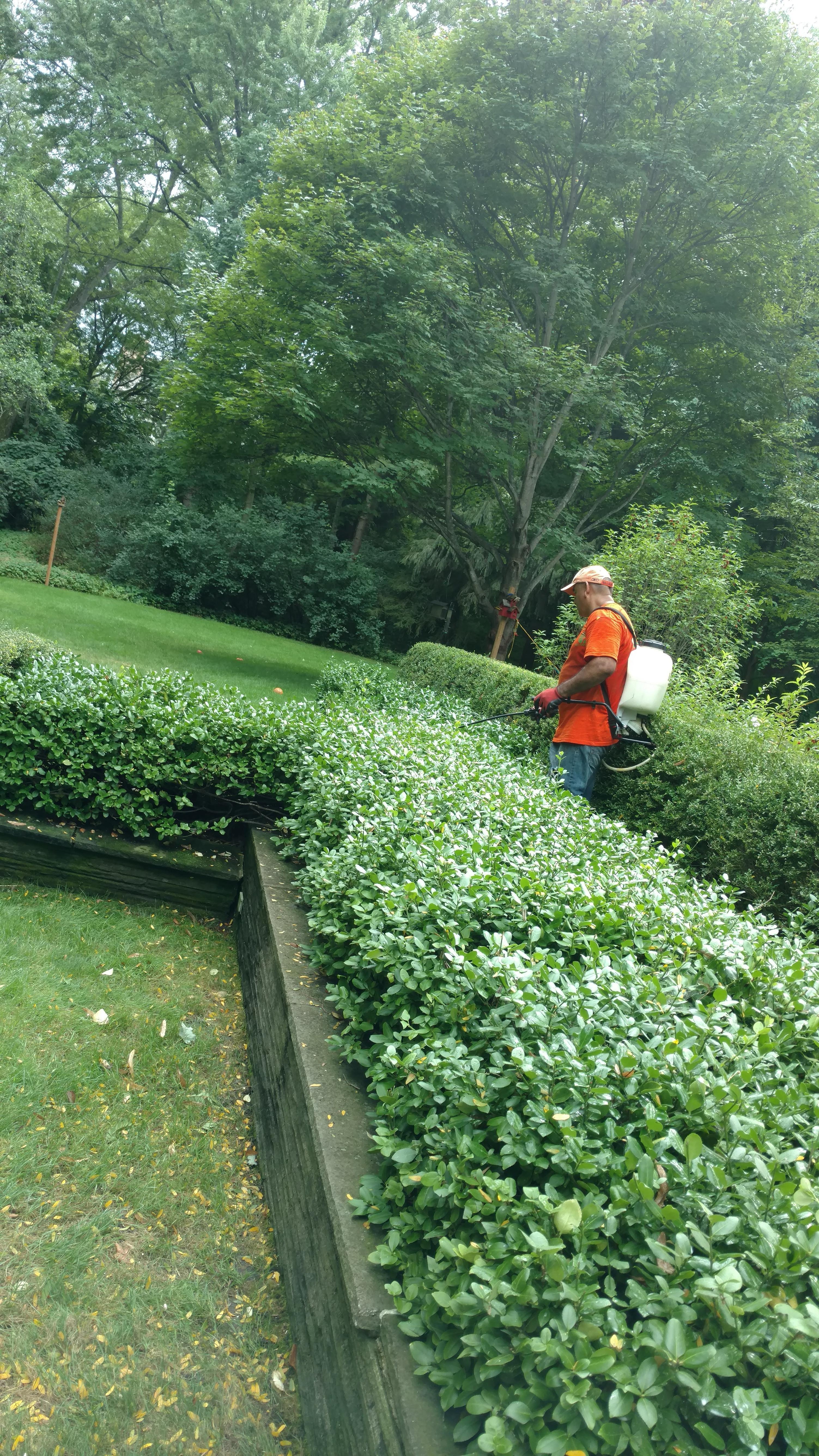 New Beginning Tree Service Company Image