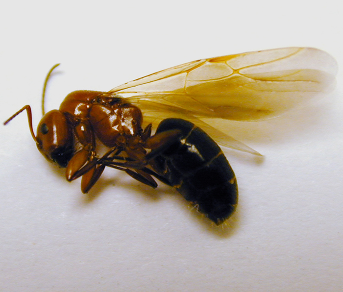 Bella Bugs Pest Control- Wasp