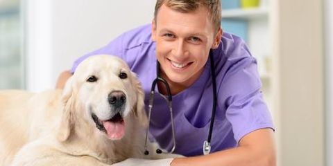 3 Common Pet Medications Veterinarians May Prescribe