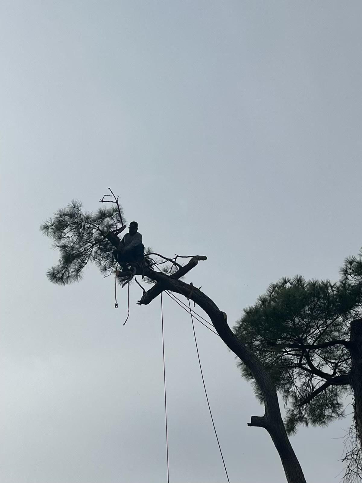 JJ Garcia Professional Tree Service Image
