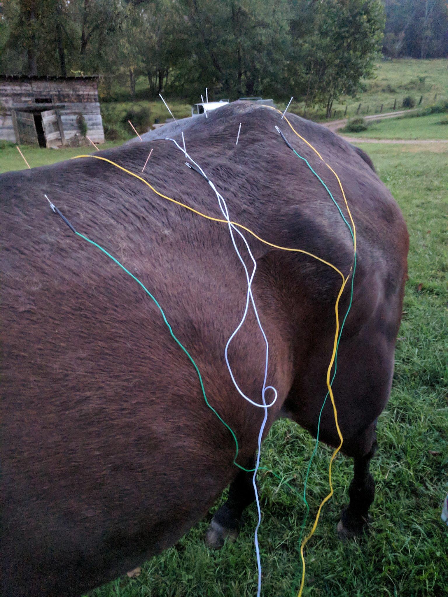 Mobile veterinarian specializing in acupuncture, Chinese Medicine, essential oils & natural healing for your pet.