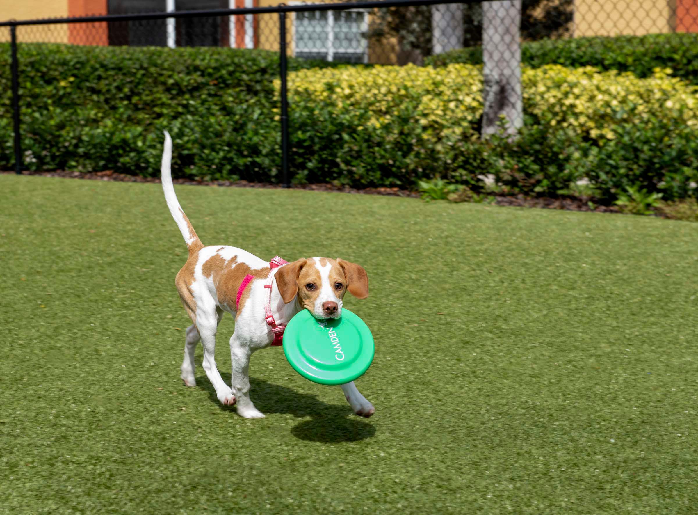 Dog park and happy dogs