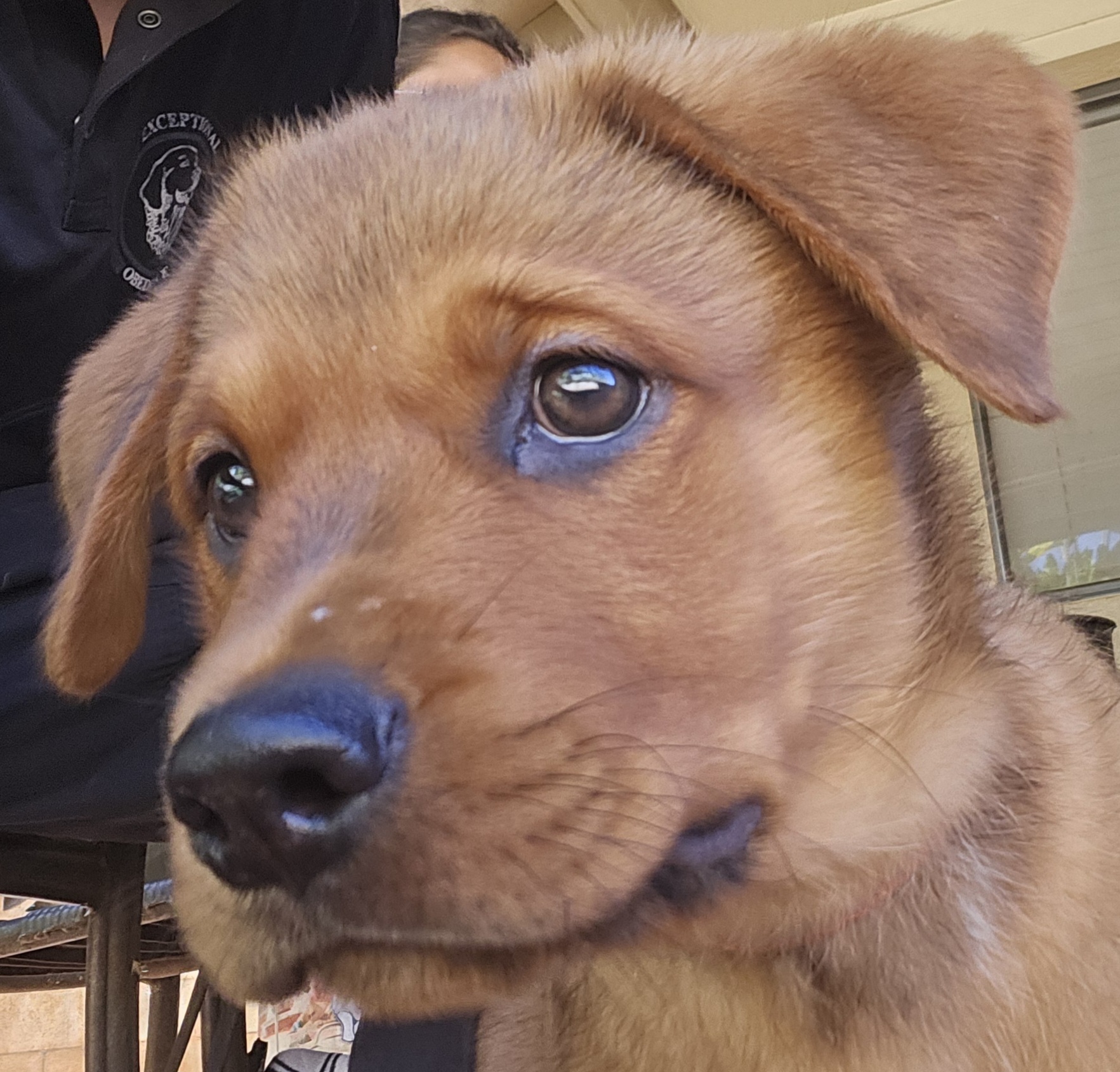 Exceptional Obedience Dog Training Image