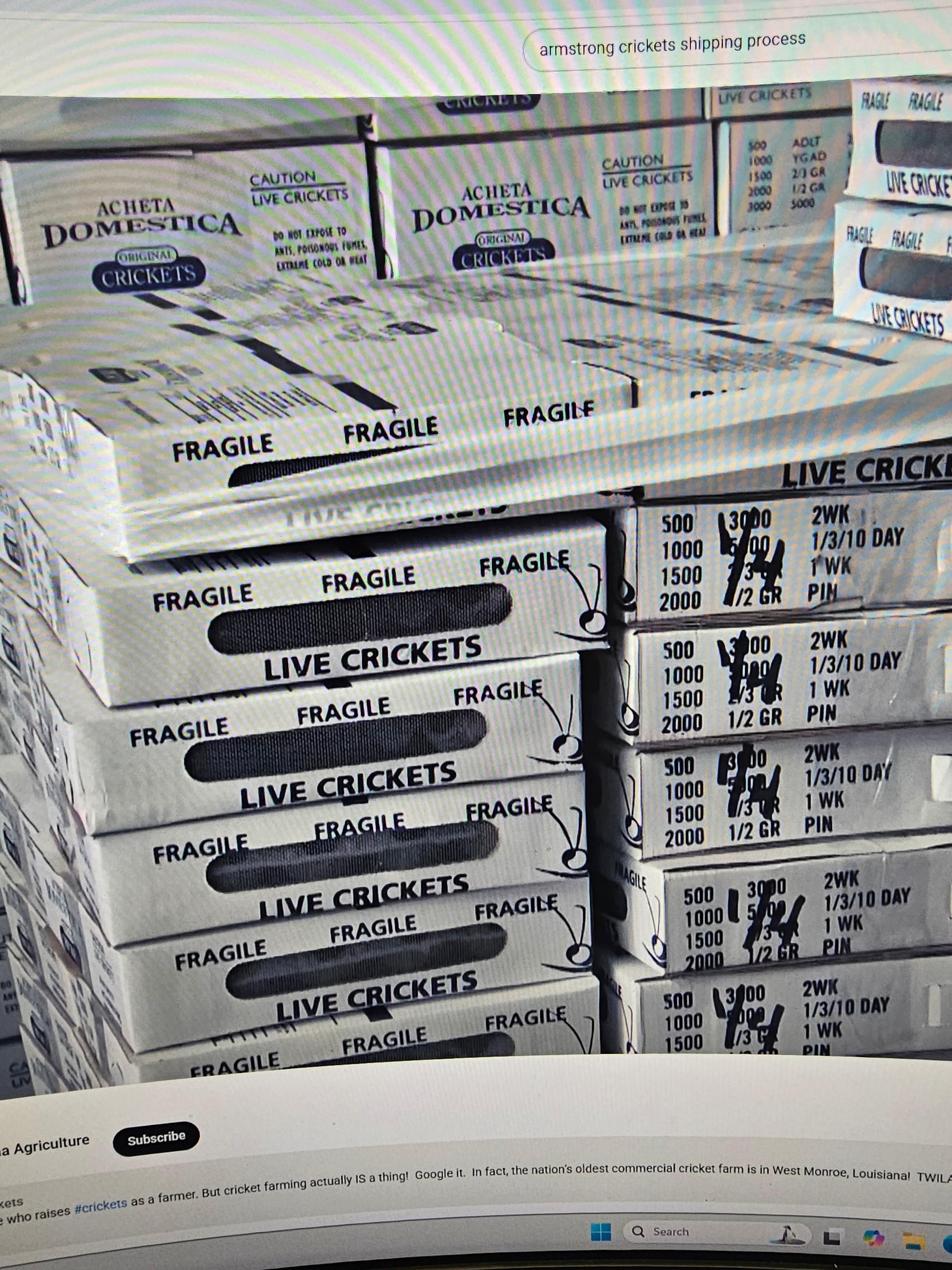 Carolina Crickets Image