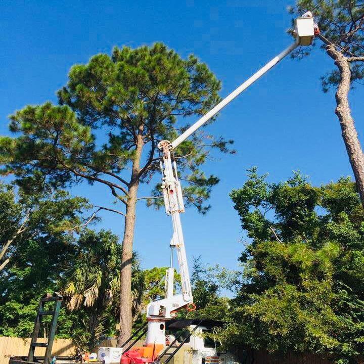 All Timber Tree Service LLC Image