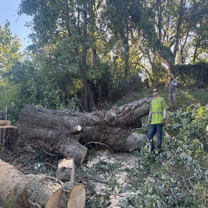 Cut And Chip Tree Service Image