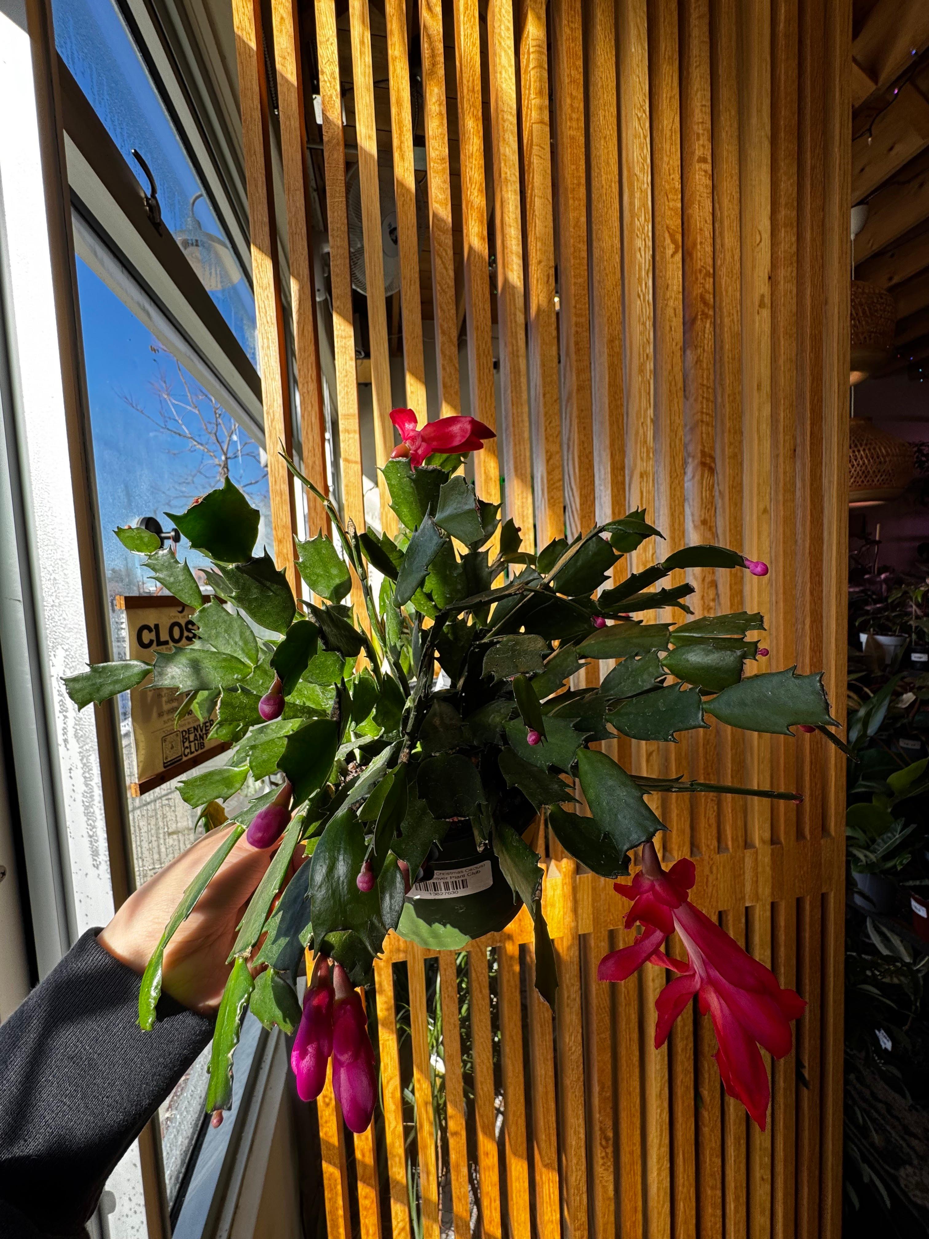 Denver Plant Club Image