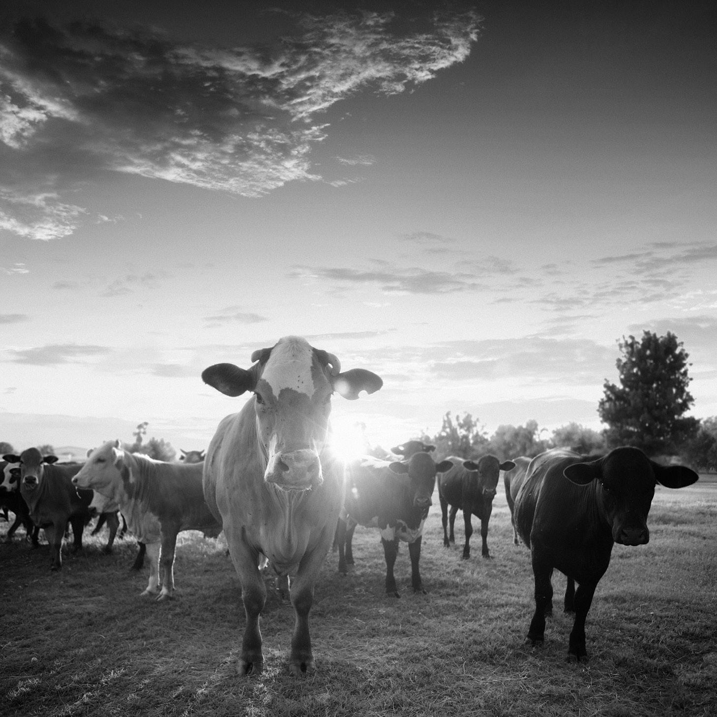 Agricultural Loans
