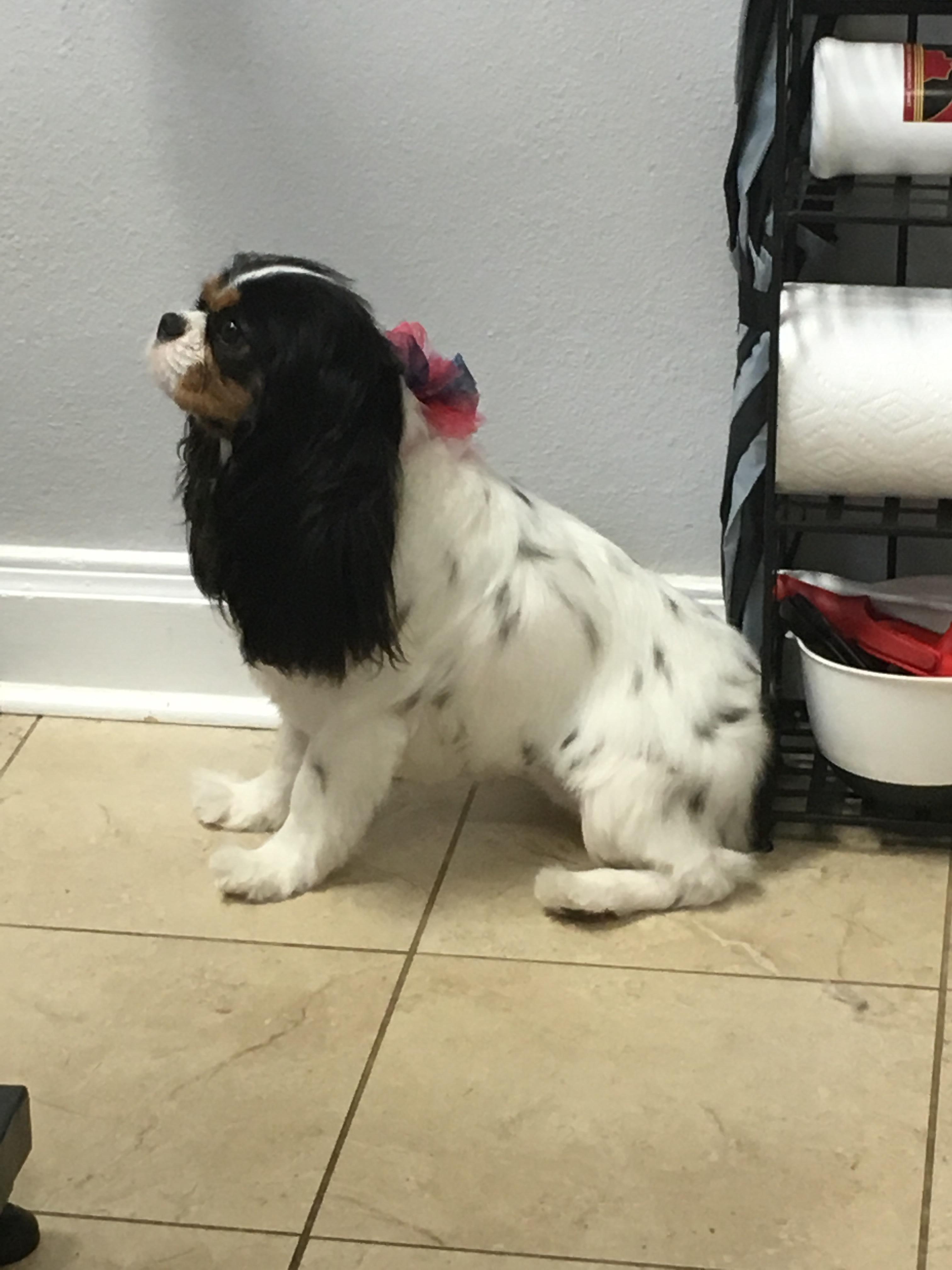 Clip & Dip Pet Grooming Photo