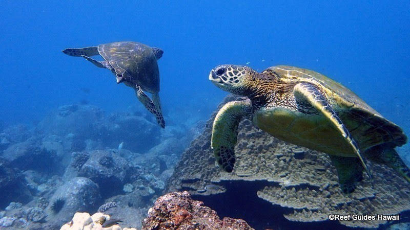 Images Reef Guides Hawaii