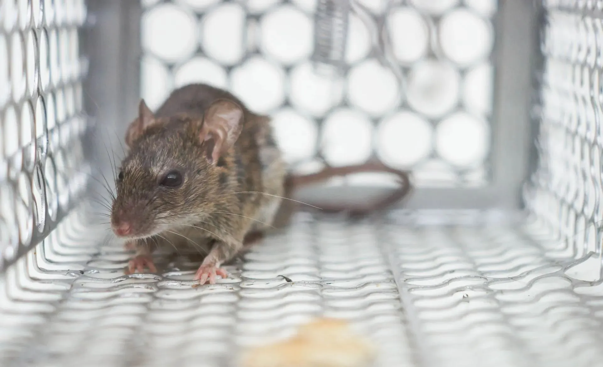 Rodent Control