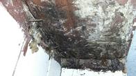 Termite Inspection in Los Angeles Termite Inspection in Los Angeles