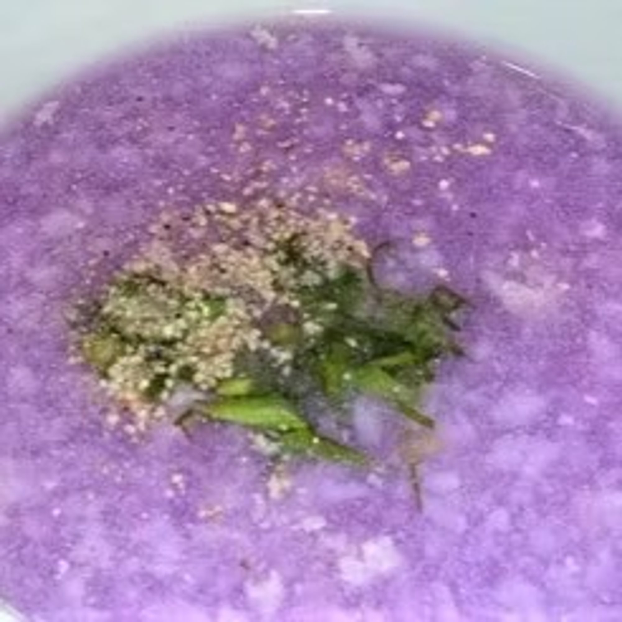 Canh Khoai Mỡ - Sweet Home Soup (Family Size)
