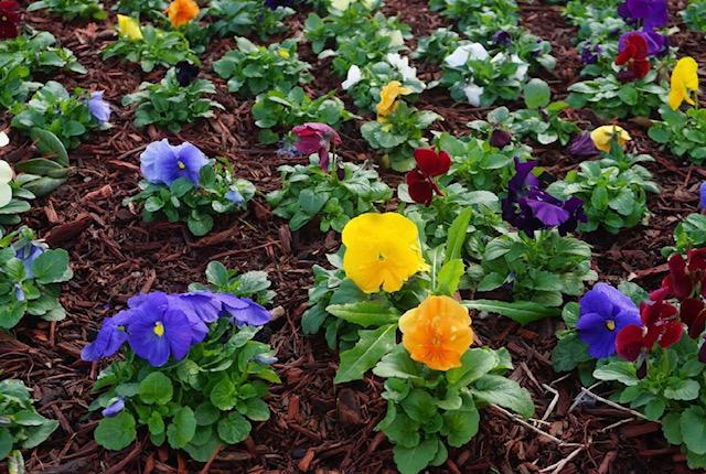 Images Sibrian Landscaping