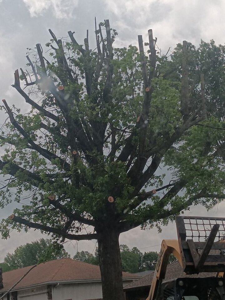 Triple G's Tree Service & Land Clearing Image