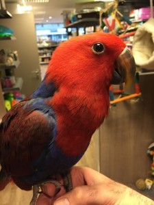 Gallery thumbnail