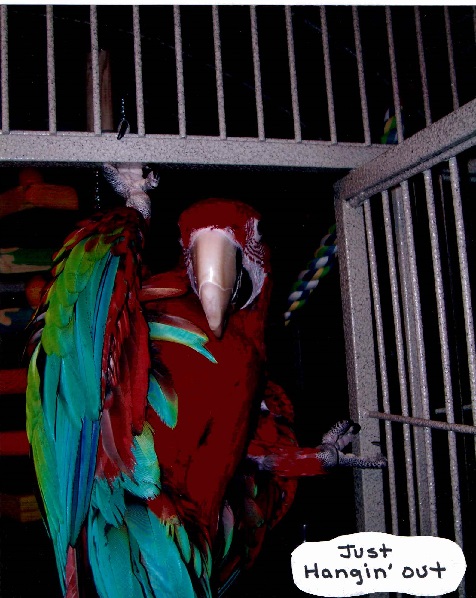 wholesale bird and cage in saint charles mo 63303 wholesale bird and cage in saint charles mo 63303