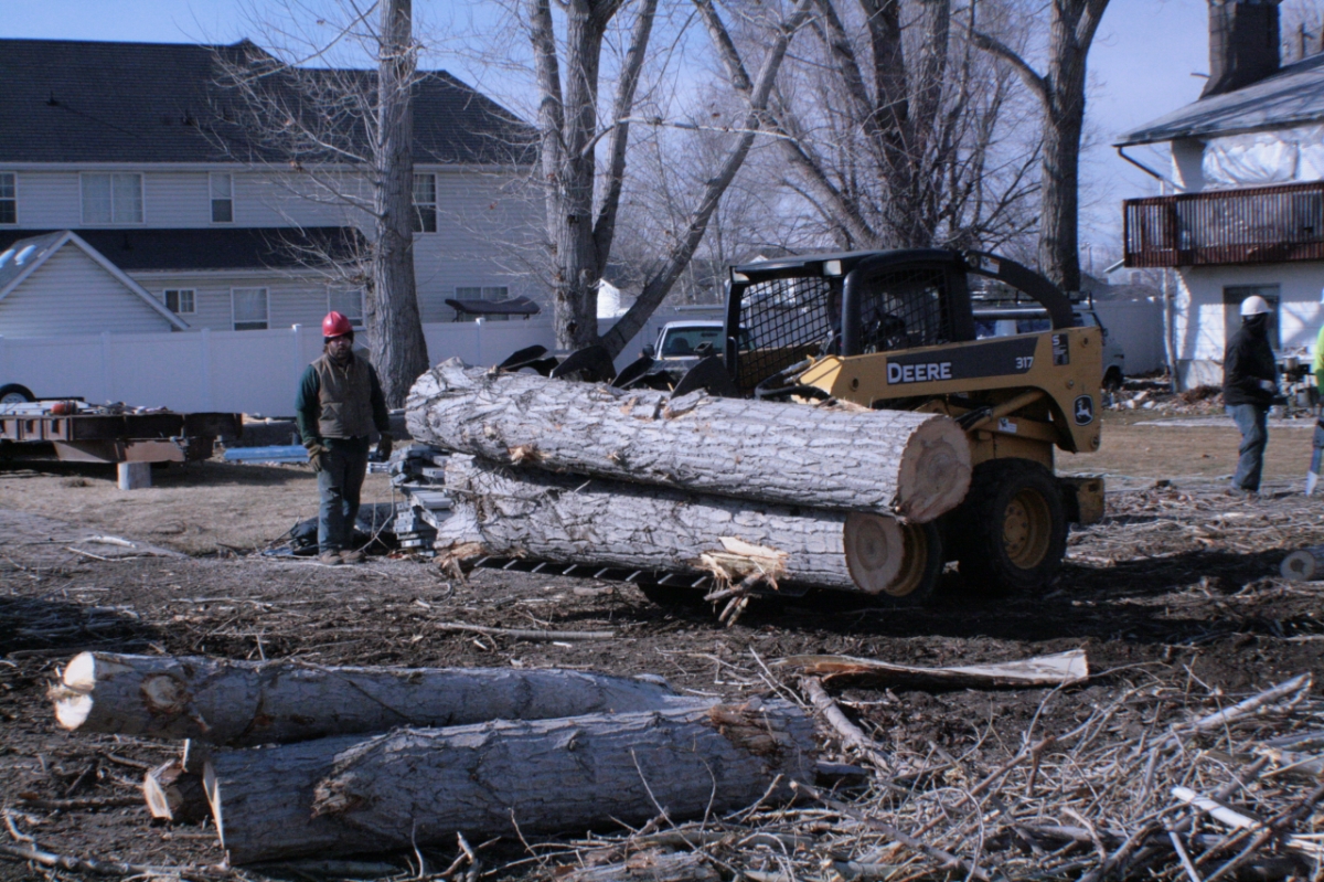 Seven Trees Co. Tree Experts Photo