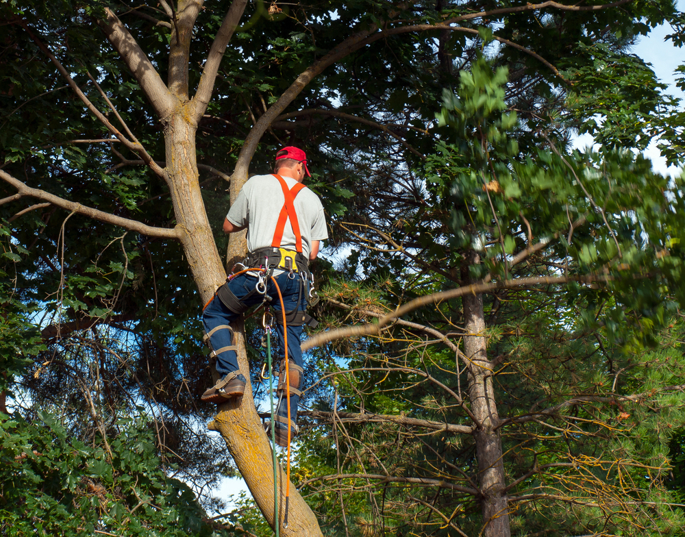 Armando&apos;s Tree Service Logo
