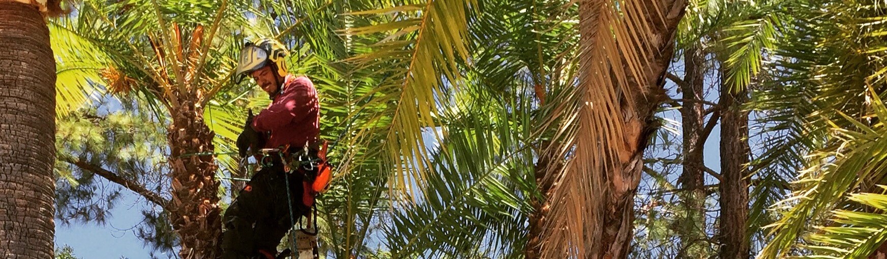 Reyes Tree Care Inc Logo