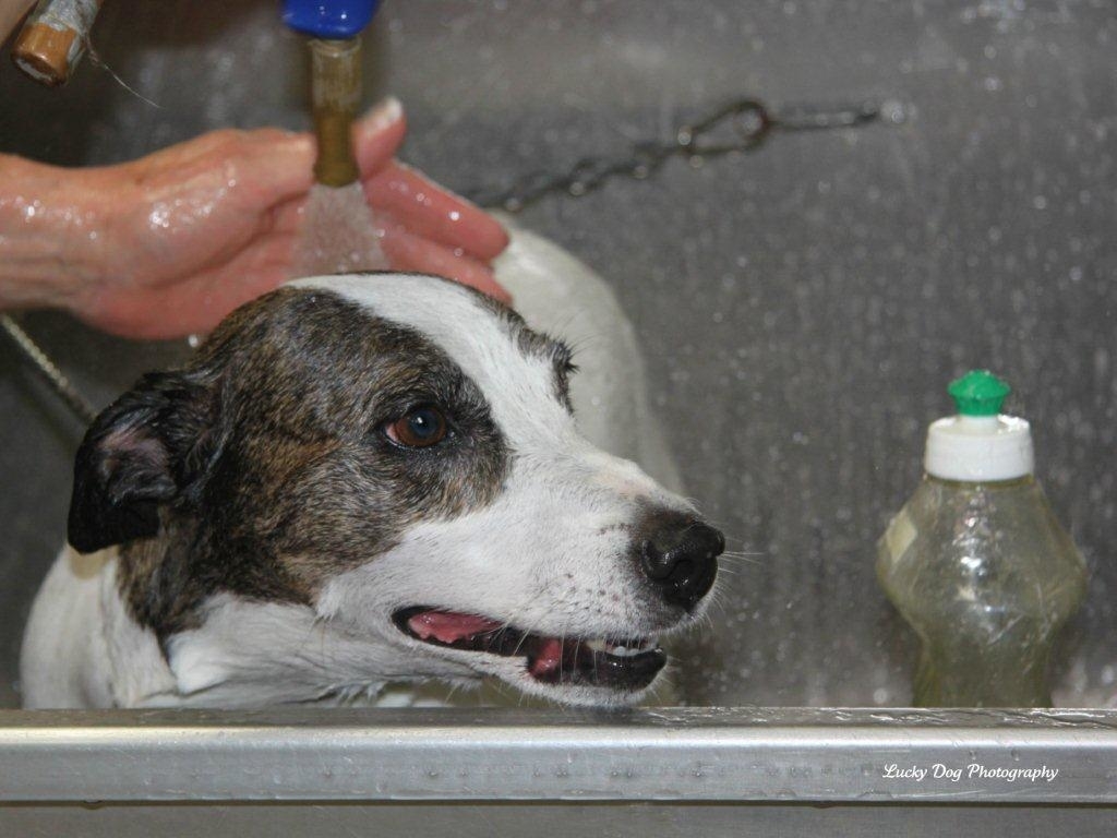 Images Brushcuts Professional Pet Grooming