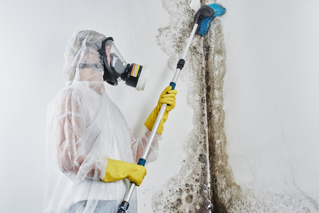 Comprehensive Mold Removal Services