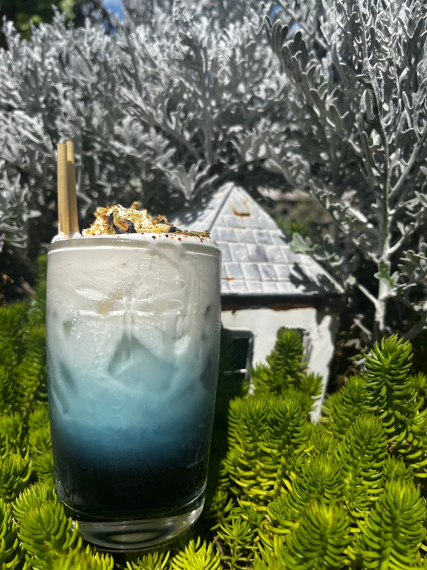 Dragonfly Latte