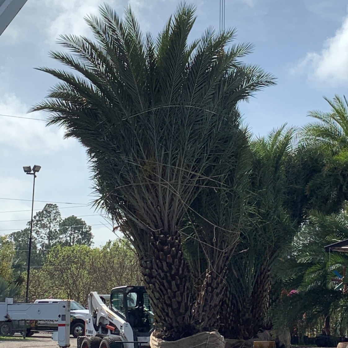 Unique Plants and Palms Photo